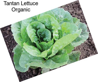 Tantan Lettuce Organic