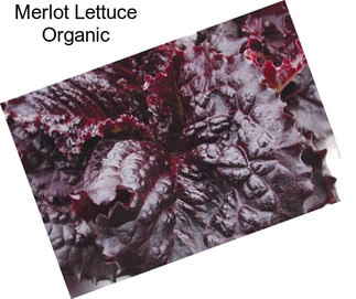 Merlot Lettuce Organic