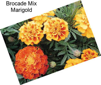 Brocade Mix Marigold