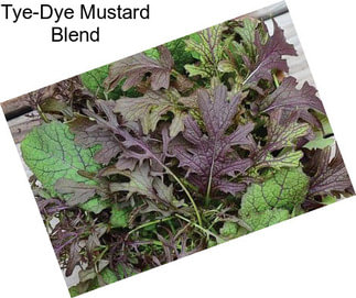 Tye-Dye Mustard Blend