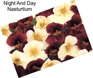 Night And Day Nasturtium