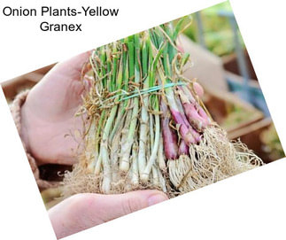 Onion Plants-Yellow Granex