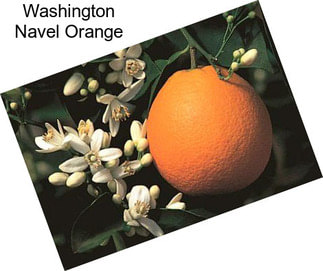 Washington Navel Orange