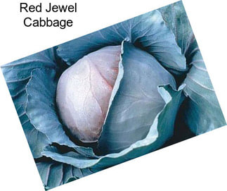 Red Jewel Cabbage