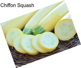 Chiffon Squash