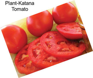 Plant-Katana Tomato