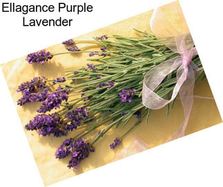 Ellagance Purple Lavender