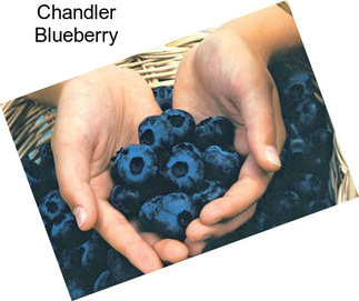 Chandler Blueberry