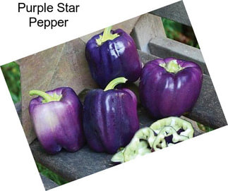 Purple Star Pepper