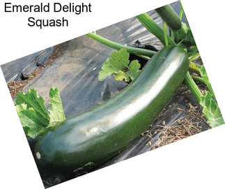 Emerald Delight Squash