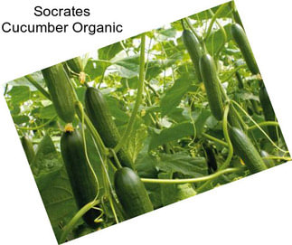 Socrates Cucumber Organic