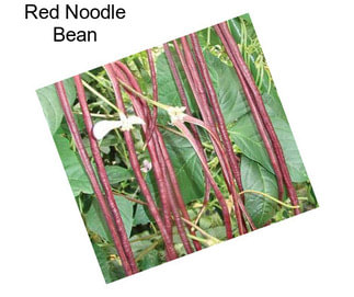 Red Noodle Bean