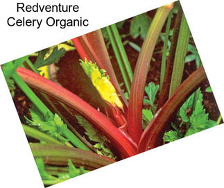 Redventure Celery Organic