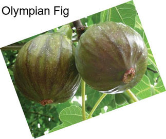 Olympian Fig