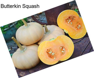 Butterkin Squash