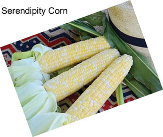 Serendipity Corn