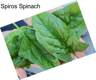 Spiros Spinach