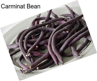 Carminat Bean