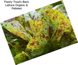 Flashy Trout\'s Back Lettuce Organic & Pelleted