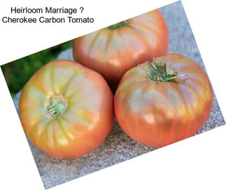 Heirloom Marriage  Cherokee Carbon Tomato