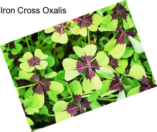 Iron Cross Oxalis