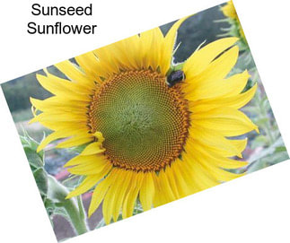 Sunseed Sunflower