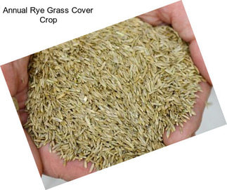 Annual Rye Grass Cover Crop