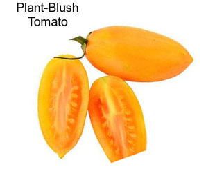 Plant-Blush Tomato