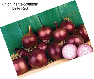 Onion Plants-Southern Belle Red