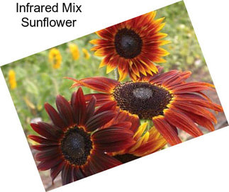 Infrared Mix Sunflower