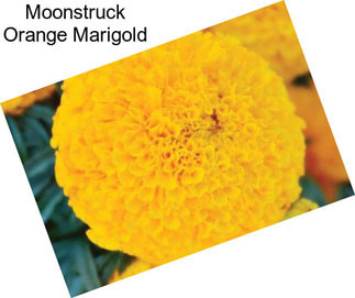 Moonstruck Orange Marigold