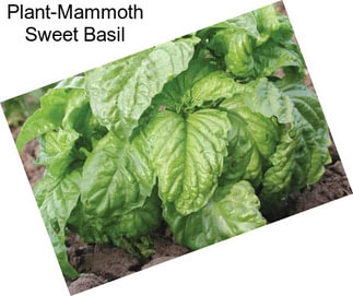 Plant-Mammoth Sweet Basil