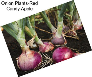 Onion Plants-Red Candy Apple