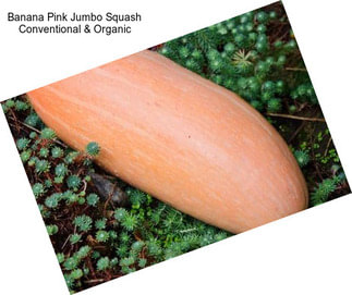 Banana Pink Jumbo Squash Conventional & Organic