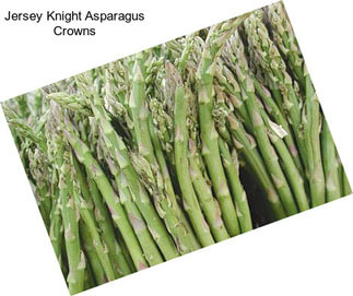 Jersey Knight Asparagus Crowns