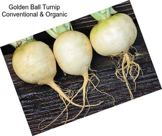 Golden Ball Turnip Conventional & Organic
