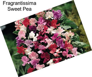 Fragrantissima Sweet Pea