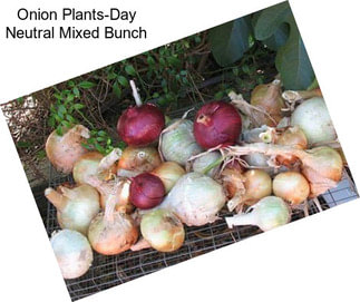 Onion Plants-Day Neutral Mixed Bunch