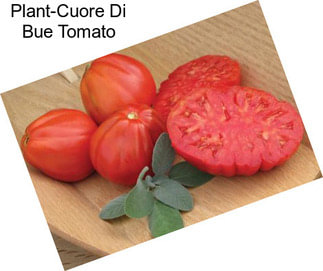 Plant-Cuore Di Bue Tomato