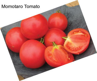 Momotaro Tomato