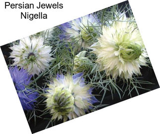 Persian Jewels Nigella