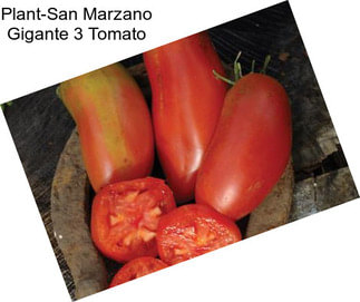 Plant-San Marzano Gigante 3 Tomato