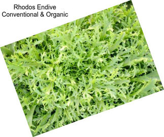 Rhodos Endive Conventional & Organic