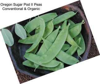 Oregon Sugar Pod II Peas Conventional & Organic