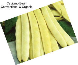 Capitano Bean Conventional & Organic