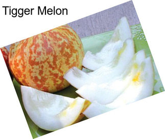 Tigger Melon