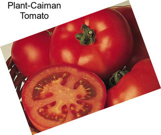 Plant-Caiman Tomato