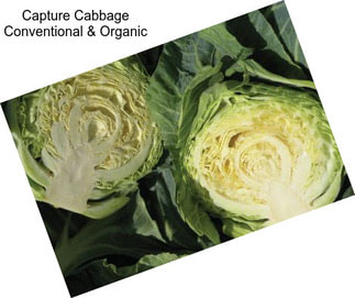 Capture Cabbage Conventional & Organic
