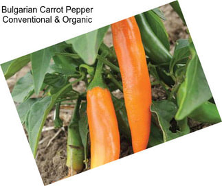Bulgarian Carrot Pepper Conventional & Organic