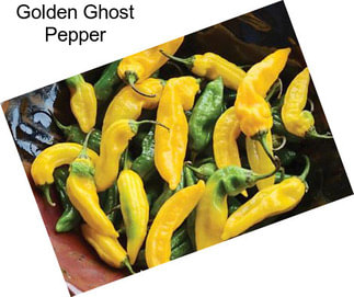 Golden Ghost Pepper